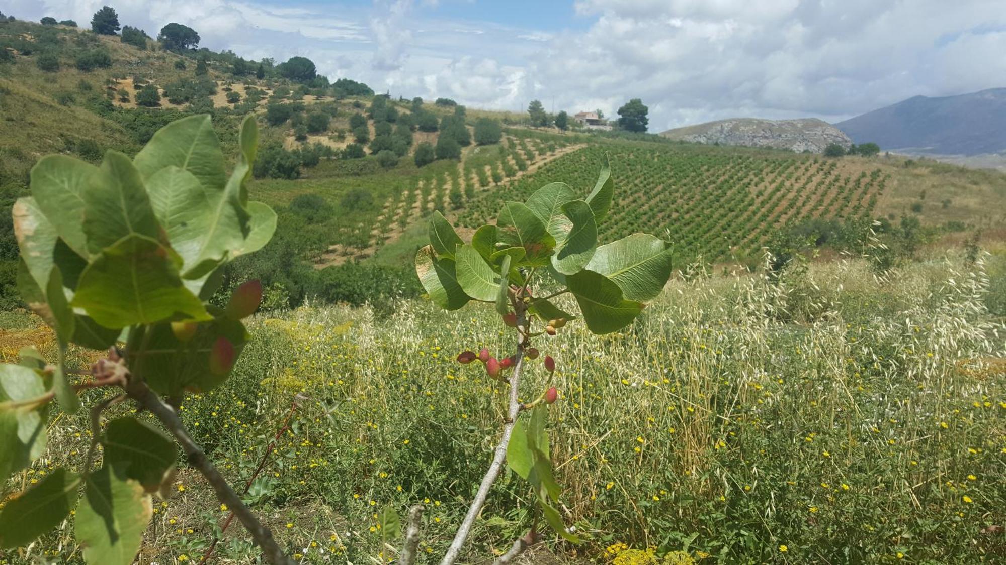 Agriturismo Gessi Калатафими Екстериор снимка